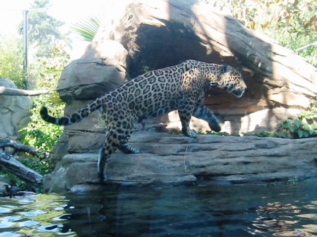 jaguarsteppingoutofthewater.jpg