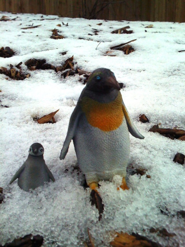 penguinsinthesnow.jpg