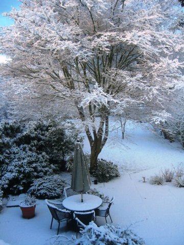 snowybackyard.jpg